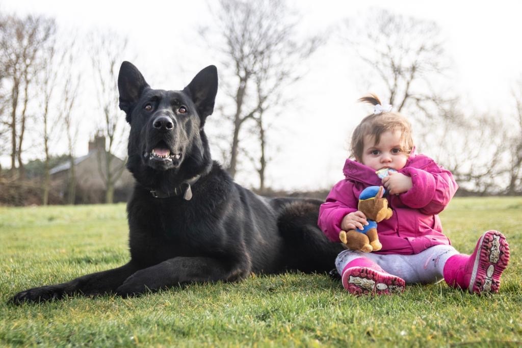 protection dogs