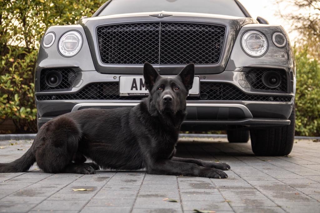 protection dogs