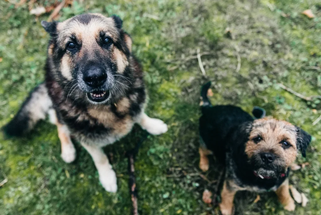 Belgian Malinois Socialise