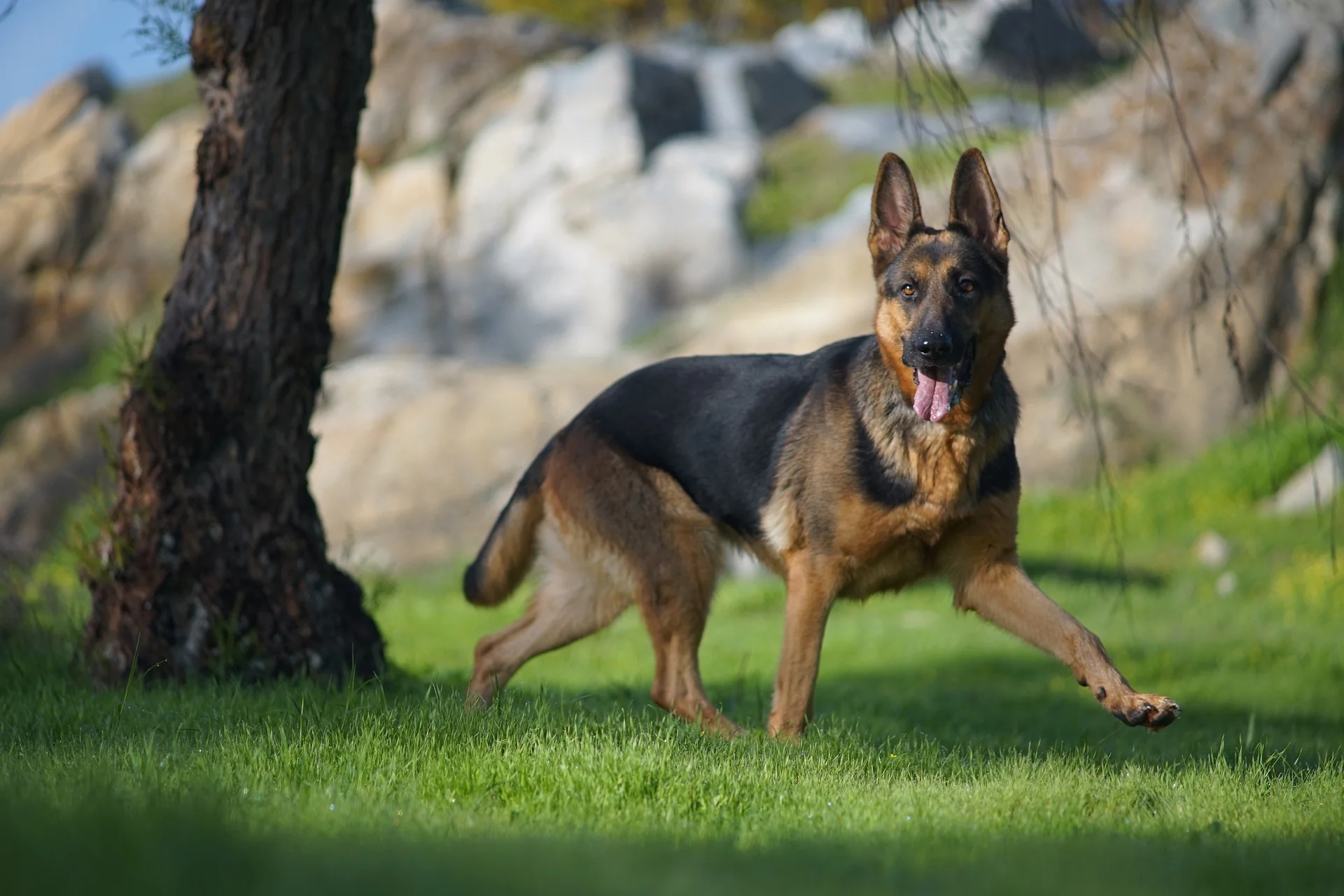 Czech German Shepherd
