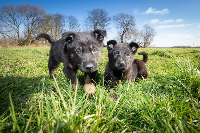 German Shepherd Puppy
