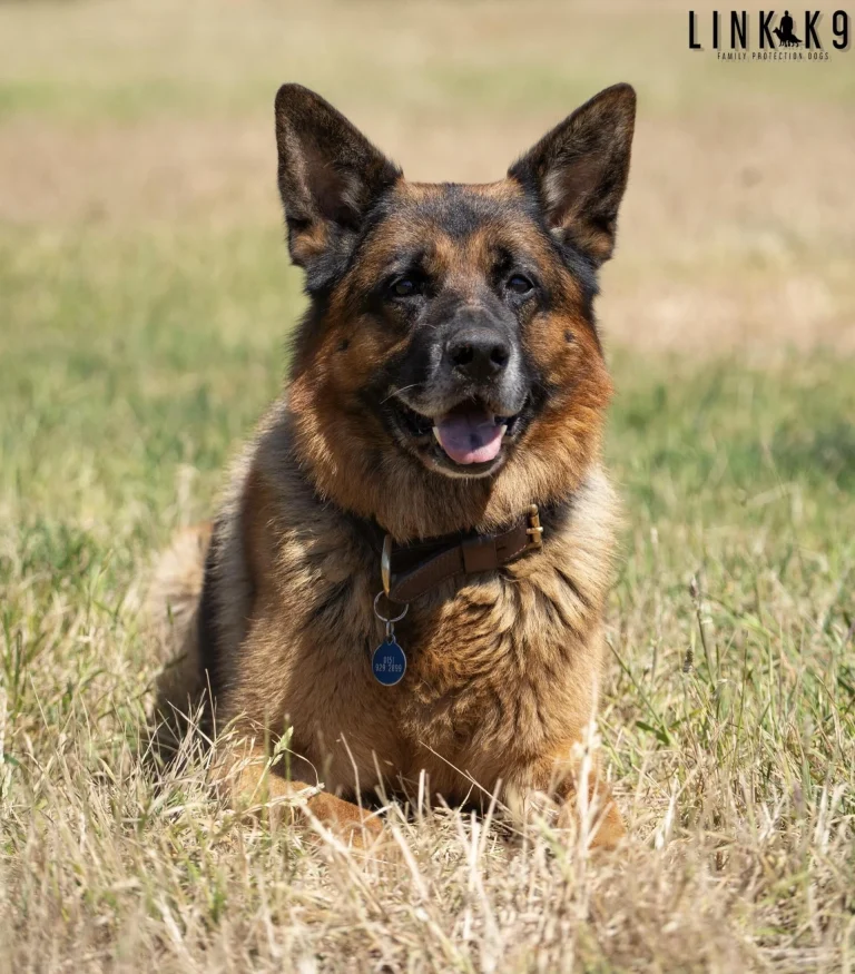 German Shepherds Guide