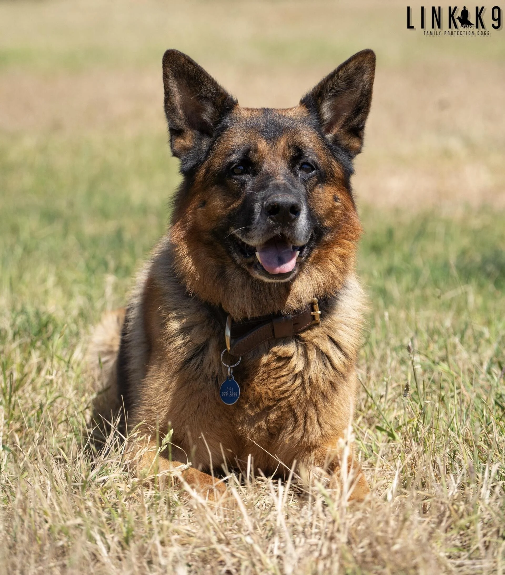 German Shepherds Guide
