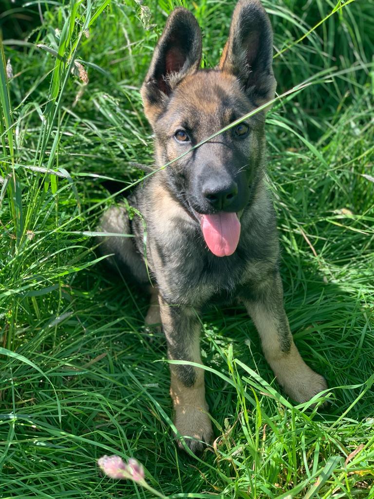 Wim Family Protection Dog 2