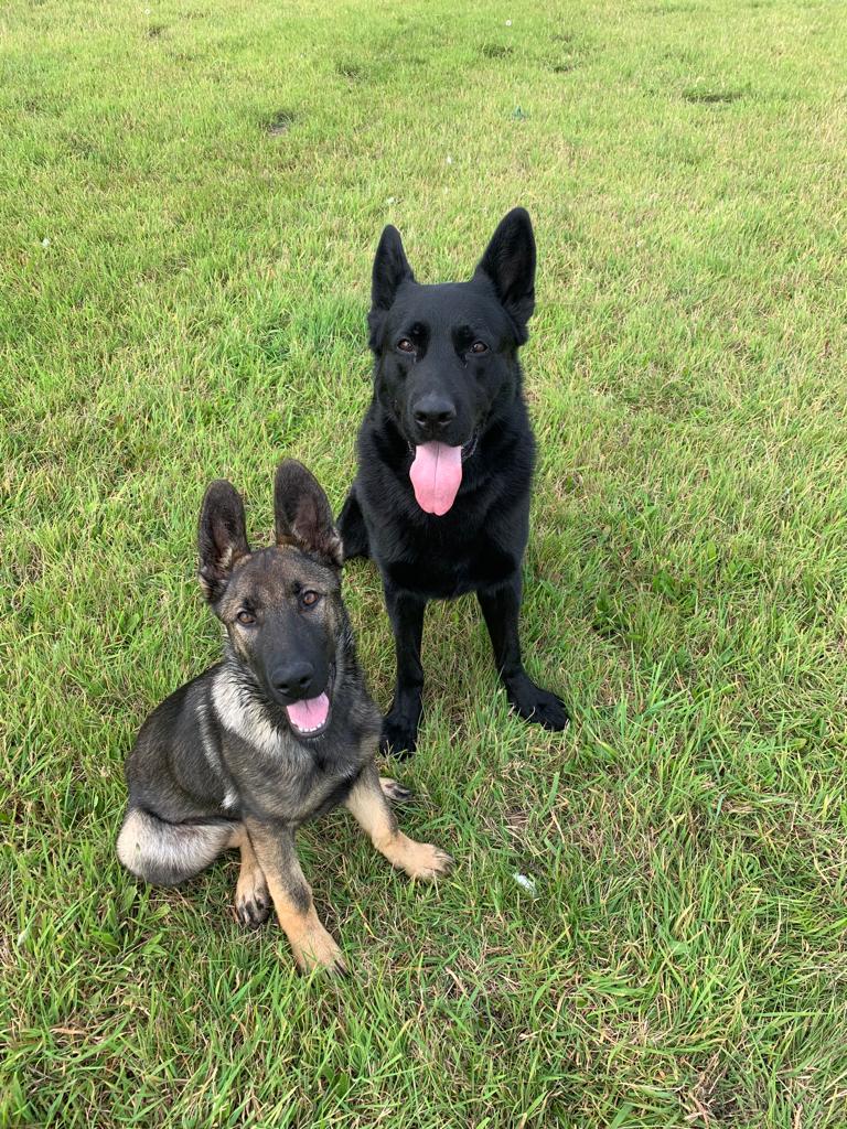 Wim Family Protection Dog 1