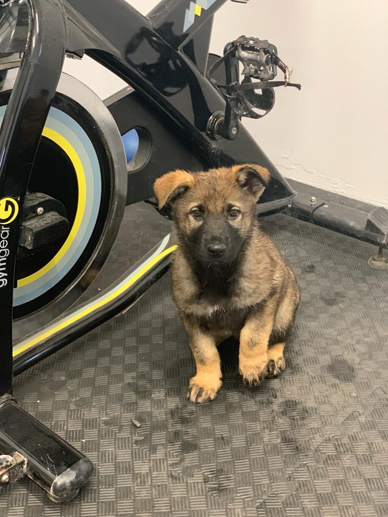 Wim Family Protection Dog pup