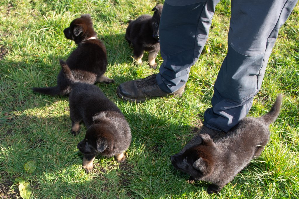 Protection Dog Puppies & Breeding