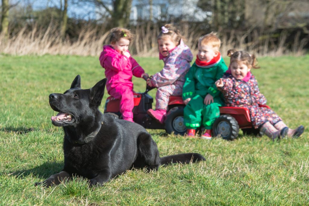 Family guard dog
