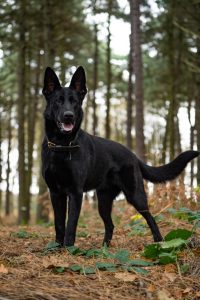 Wim, trained protection dog for sale