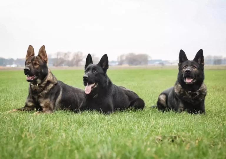 home intrusion