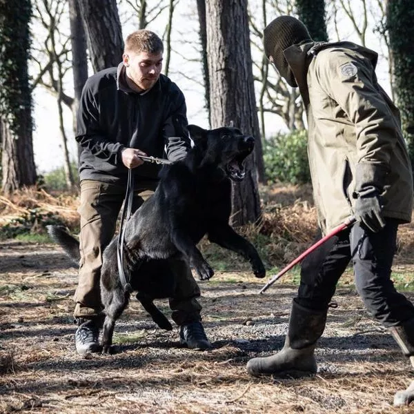 Professional protection dog training