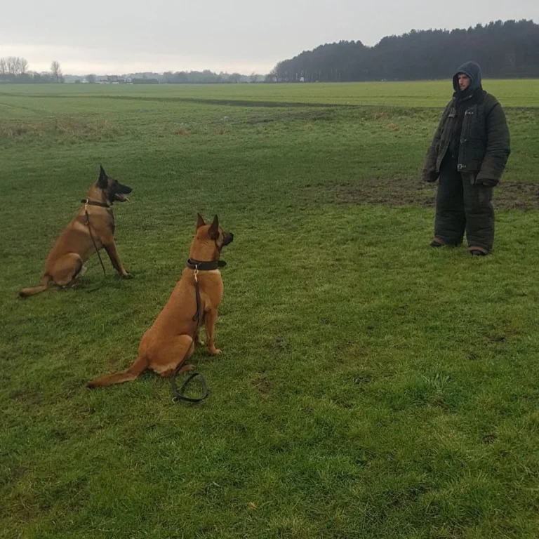 Dog Protection