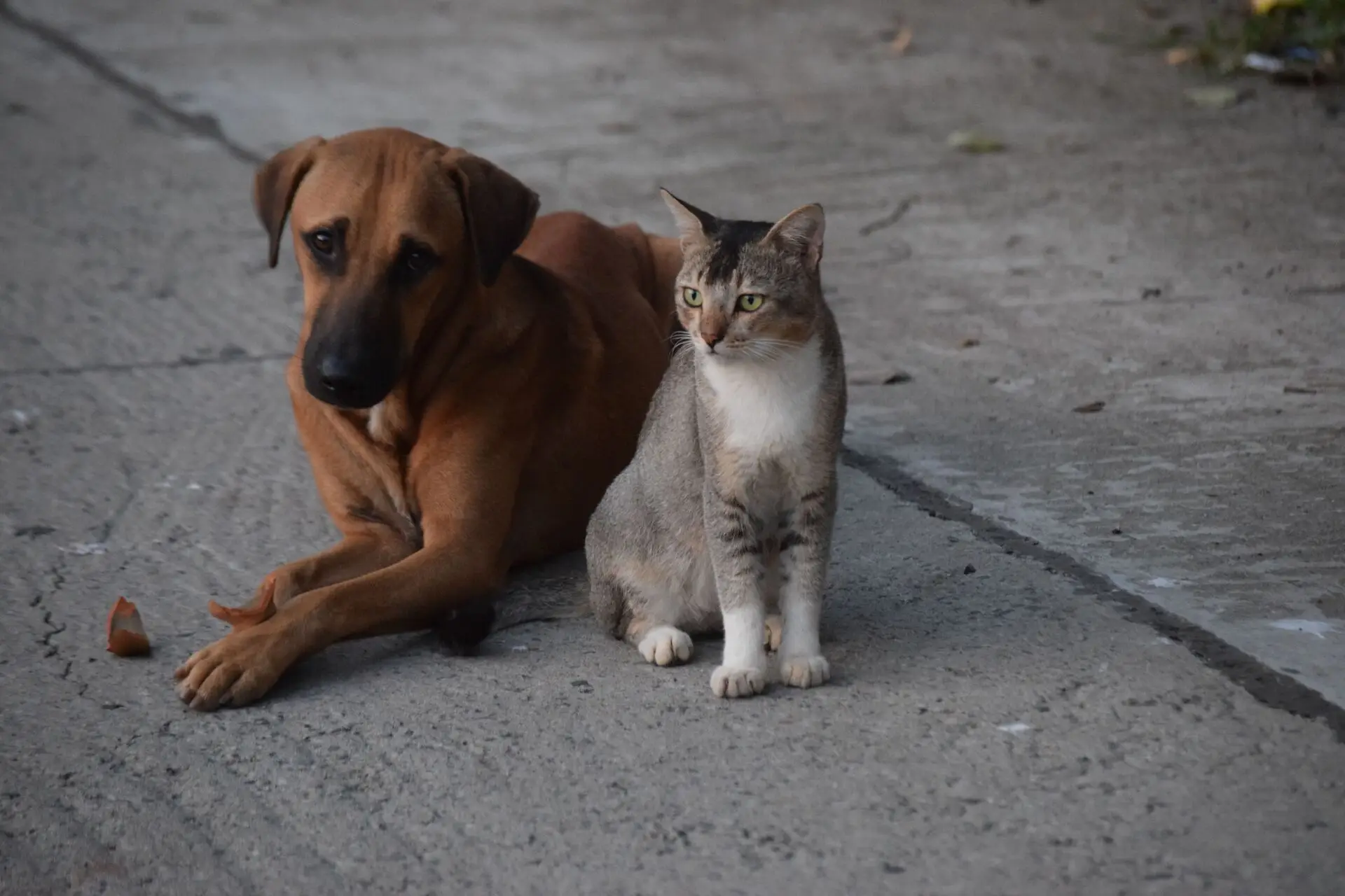 Protection Dog Cats