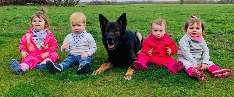 Family protection dog sitting with children