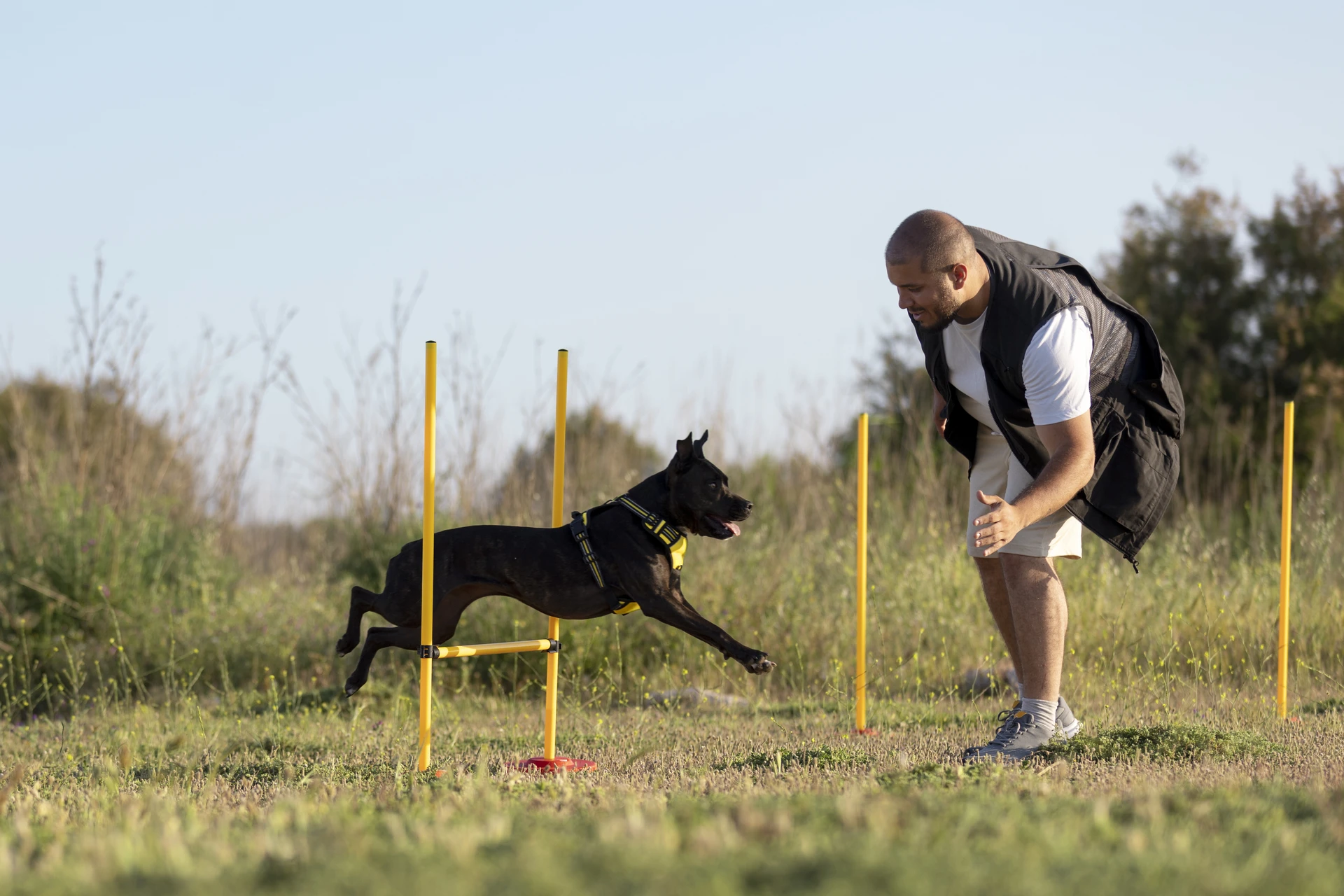 protection dog's skills and fitness